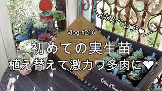 【Vlog216】【多肉植物】はなベリア