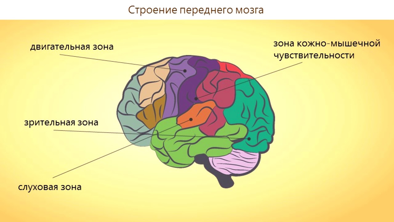 Отдел головного мозга включающий кору