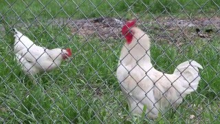 UNT Dallas and The Mill City Urban Farm