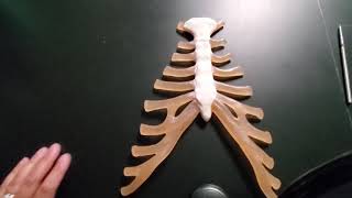 A&P1 Sternum & Costal Cartilage