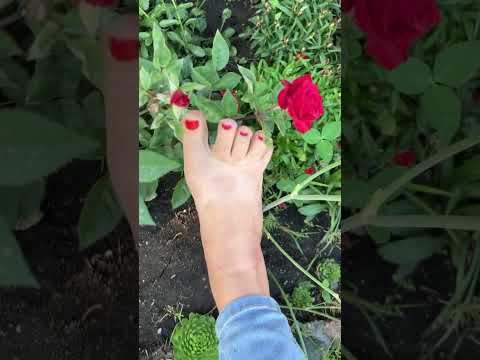 Rose for feet lovers🥰#feetcommunity #lifeisbutadream #mybody #feetmatter #pedicure #relax