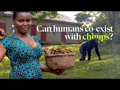 Can people co-exist with chimpanzees? Meet the farmers in Uganda doing just that - video from Fauna & Flora