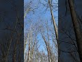vultures circling above the trees at #clearcreek state #park, PA.