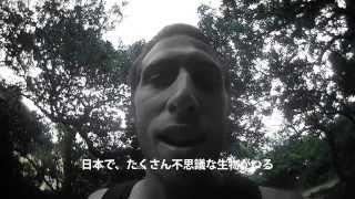 友ヶ島の虫 (bugs of tomogashima) by shapiro127 4,820 views 10 years ago 2 minutes, 7 seconds