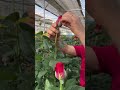 🌹 The Secret of Expensive Roses 💸Net-covered roses that stay fresh longer and sell at a higher 🌿