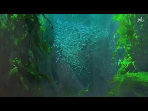 Surah E Yaseen EMOTIONAL QURAN Recitation By Islam Sobhi