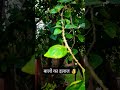 झड़ते हुए बालों का इलाज || गुड़हल के पत्तों से बालों की समस्या को कैसे दूर करें? #shortvideo #shorts