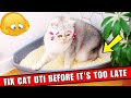 Home Remedies for Cat UTI That Actually WORK Instantly 😿
