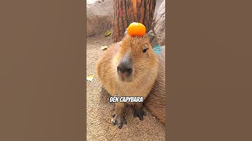 Sự thật về capybara mà có thể bạn chưa biết | #bientrithuc