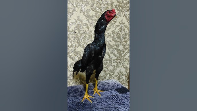 Porno bobosi nevarasini sikadi Uy qurilishi porno: sevgisiz sikish