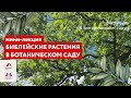 Библейские растения в Ботаническом саду