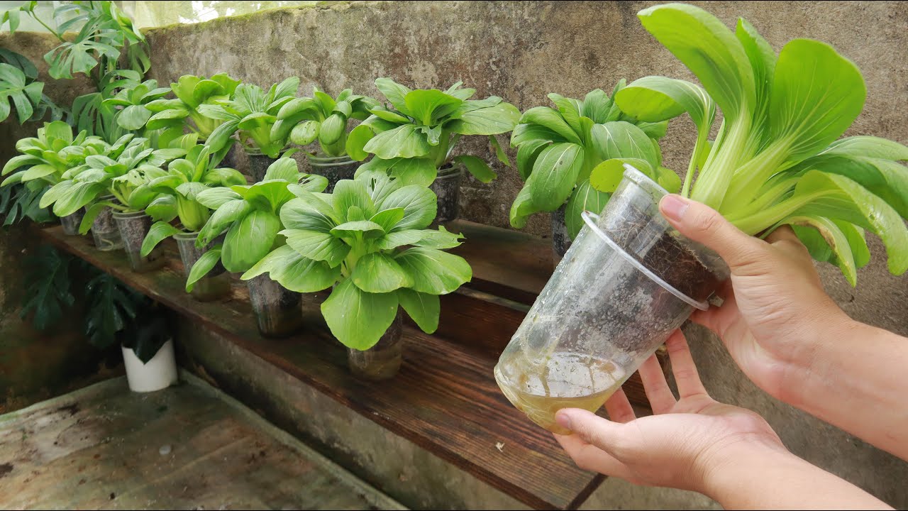 Выращивать бок-чой дома легко, если знать этот метод