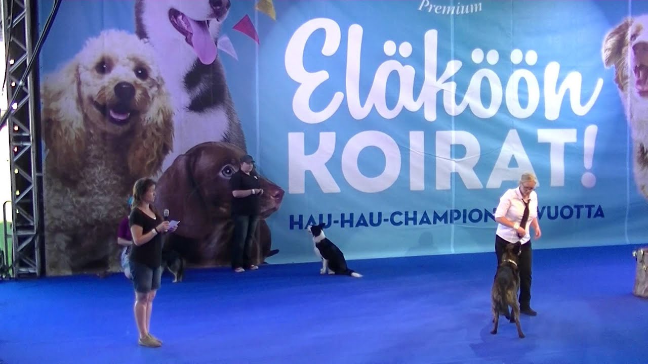 Koiratanssin lajiesittely