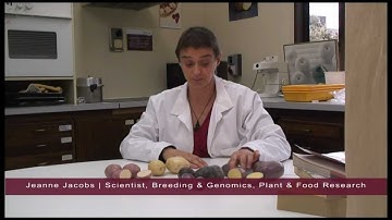 Sequencing the Potato Genome