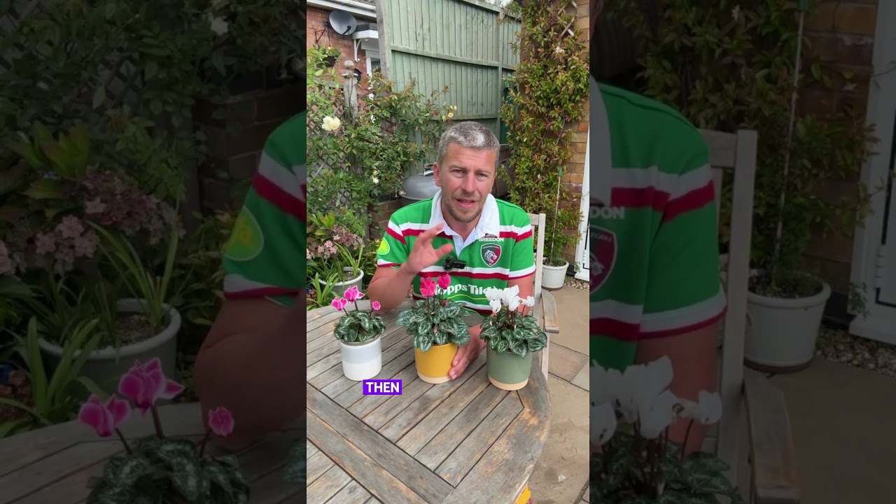 My top tip for enjoying cyclamen 