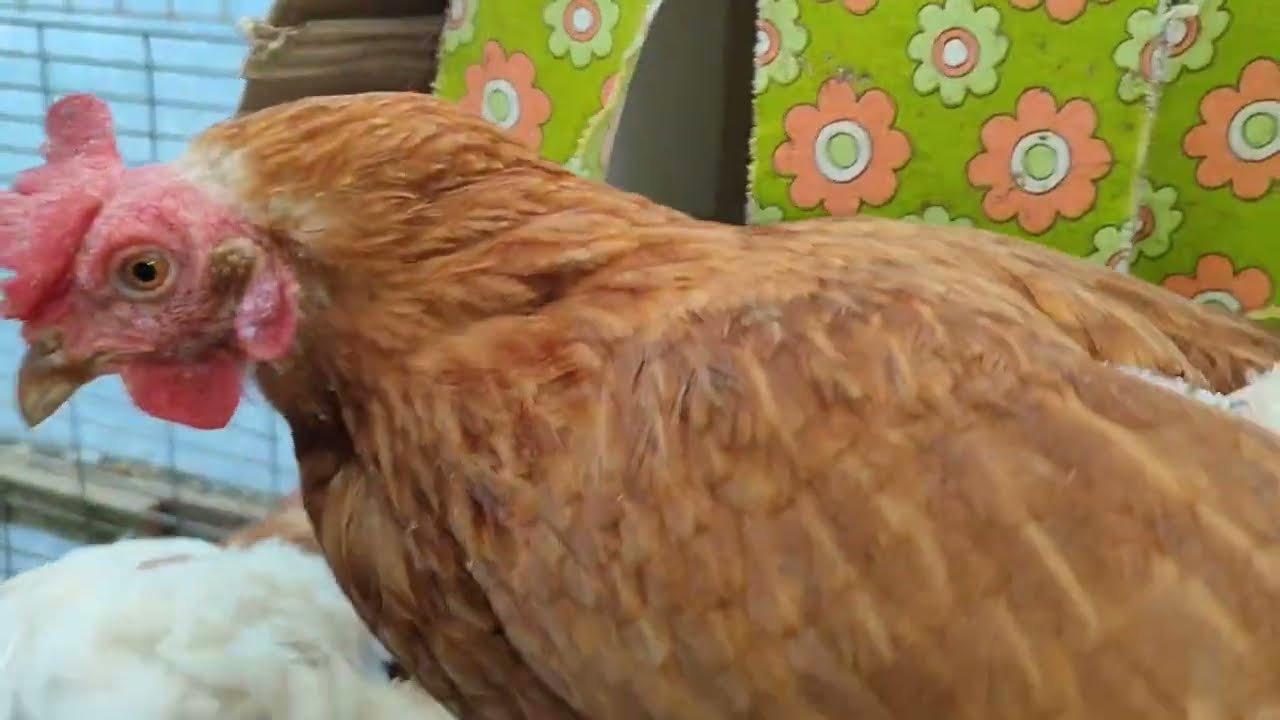 КУРЫ НА ПРОГУЛКЕ😊.ЧТО У МЕНЯ УКРАЛИ😔.СБОР ЯИЦ.