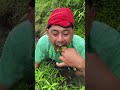 Caterpillars #mukbang #foryoupage #tumbuhan #fyp #shorts