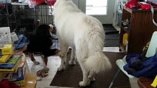 Great Pyrenees and Bernese Mountain dog puppy