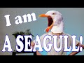 I am a seagull  acting monologue  dramanotebookcom