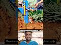 வெங்காயம் அறுவடை மெஷின் 🧅🚜 #onion #harvest #agriculture #shorts