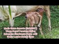 Warga Nagori Pematang Gajing Kabupaten Simalungun Geger, Lahir Seekor Lembu Berkaki Enam