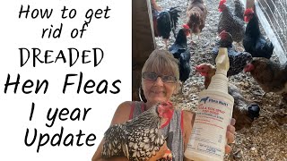 How to Get Rid of Hen Fleas Stick Tight Fleas My 1 Year Update 