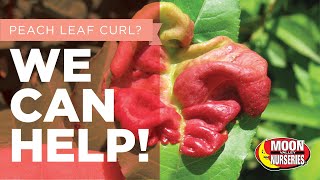 Have Peach Leaf Curl? We Can Help!