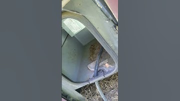 Too many spiders ,Who Knew?! Mud daubers paralyze spiders #Dauberwad