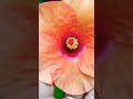 #ytshorts #beautiful #hibiscus #collection #gardening