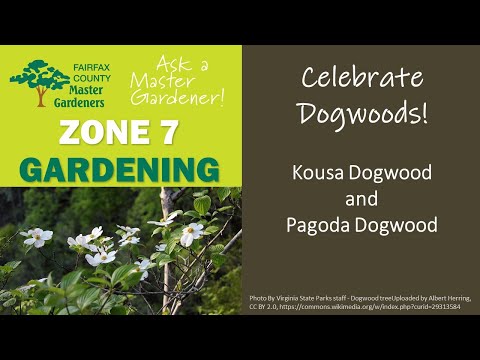 Vídeo: Pagoda Golden Shadows Dogwood Care - Como cultivar um Dogwood Golden Shadows