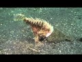 Crazy big mouth frogfish tries to eat flounder