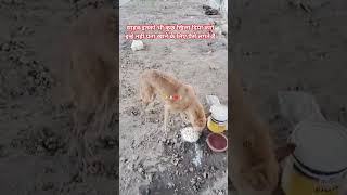 street dog daily feeding Ham to Insan Hain bejuban ki help karni chahiye 🐕❤️🙏#shorts #dog