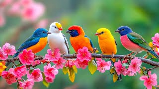 အပန်းဖြေနေသော ငှက်အသံ 4K ~ ငှက်များ တေးဆိုခြင်းသည် သင့်စိတ်နှင့် ခန္ဓာကိုယ်ကို ပြန်လည်ကောင်းမွန်စ... screenshot 3