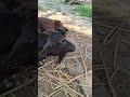 ​A Slow Day with My Favorite Friend#trandingshorts #highlight #trandingshorts #new #viral