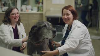 Dr. Nadolski’s Journey from Veterinary Internship to Criticalist