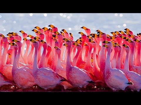 Top 10 Amazing Mass Animal Migrations!