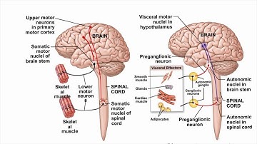 Advanced A&P Autonomic Nervous System Video 1