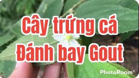 Công dụng của cây Trứng cá với sức khỏe | Thanh Đồng vlog