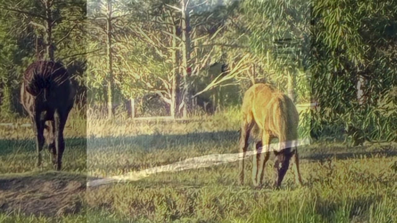 South west rock and hinterland