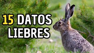 15 Datos Curiosos de las Liebres - ¿Son iguales a los Conejos?