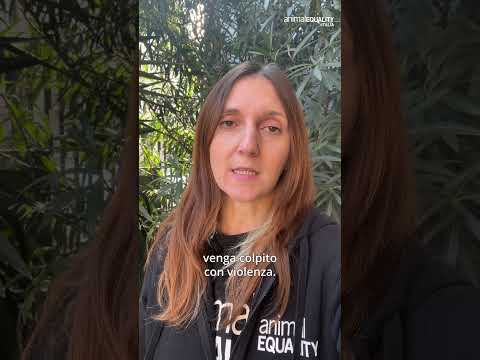 Aggrediti davanti a un hotel Marriott per aver difeso gli animali!
