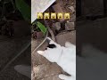 سرعت واکنش گربه ۲۰ تا ۷۰ میلی ثانیه است اما مار ۴۴ تا ۷۰ میلی ثانیه