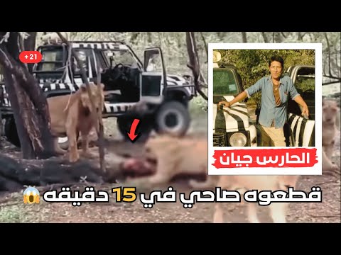 5 اسود بياكلوا حارس الحديقه قدام السياح في ١٥ دقيقه