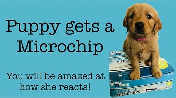 Puppy gets a Microchip