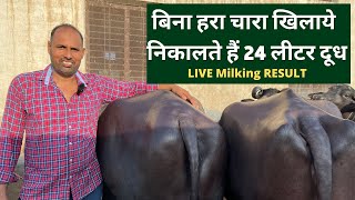 डेरी फार्मिंग में 20 साल का तजुर्बा Gurjar Dairy Farm Without Green fodder Dairy farming📞9306527057