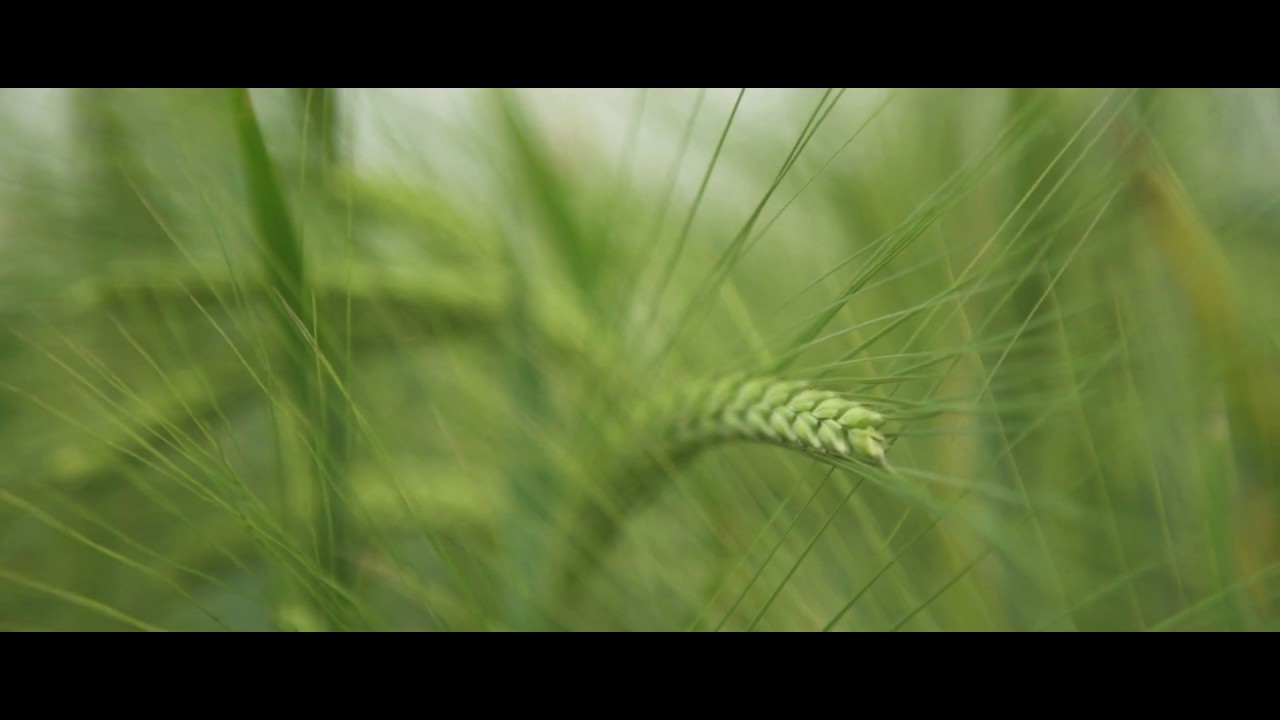 Singrlice - Zavičaj (Official video)