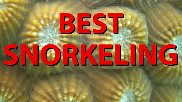 Snorkeling in Guam - Octopus & Other Creatures!