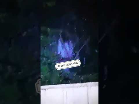 60 Koleksi Hantu Kuntilanak Diatas Pohon Gratis Terbaru