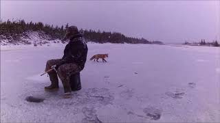 Went Ice Fishing,Got Entertained by a Fox