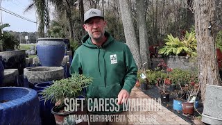 Facts About Soft Caress Mahonia